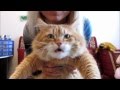 Funny Cats Video 2016 | NEW HD