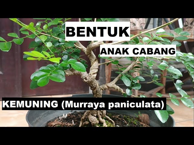 MEMBUAT ANAK CABANG BONSAI KEMUNING class=