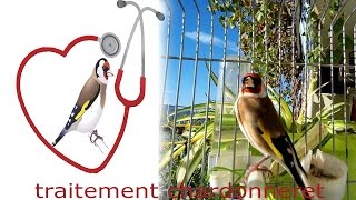 كيف تعالج طيورك من الزكام  في وقت قصير و بشكل نهائي avoir un oiseau en bonne santé