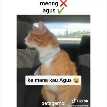 Kucing Teriak Agus🤣 Meow ❌ Agus ✔️ Ahahah #Shorts