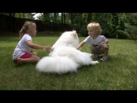 samoyed dog 101