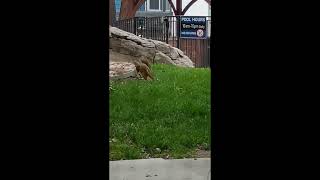 Squirrels & Crows pt 1