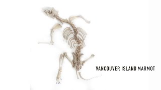 What happens in a museum prep lab anyway? how do you go from dead
animal that comes into the museum, to research collection specimen?
darren copley is just t...