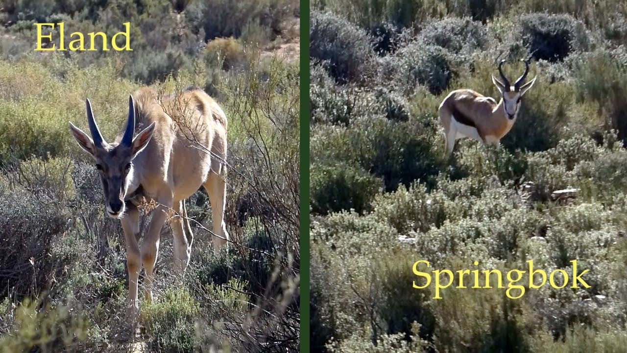 Antelope of Aquila Safari, South Africa