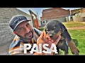 Rottweiler dog agaya shehr main dihat editing