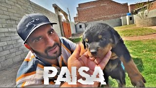 Rottweiler Dog Agaya Shehr Main Dihat Video Editing