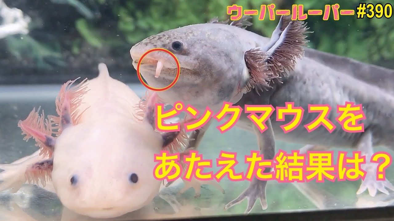 ウーパールーパー 飼育390 ピンクマウスをあたえた結果は Youtube