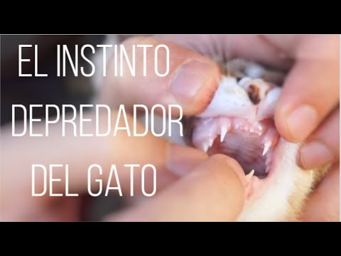 Video: Como Cazan Los Gatos