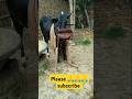 cow sound # Animal sounds # Sound Effect #Funny cow sounds #Farm animal sounds #tranding cow sound