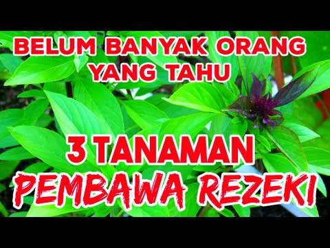 Video: Tumbuhan Tahan Angin Untuk Taman - Tahu Cara Berkebun