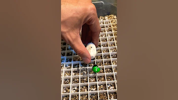 🐍One egg to rule them all🧪 #molinarosnakelab #shorts #childrenspython #diy #pets #science #reptile