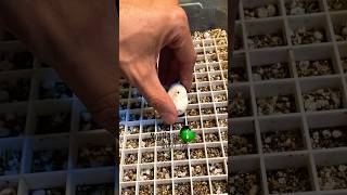 🐍One egg to rule them all🧪 #molinarosnakelab #shorts #childrenspython #diy #pets #science #reptile
