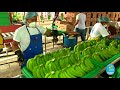 Video Documental "Triny Fresh" Bananera Ecuatoriana