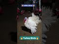 Dance white turkey bird shortbamboo viralyuotubeshorts turkey