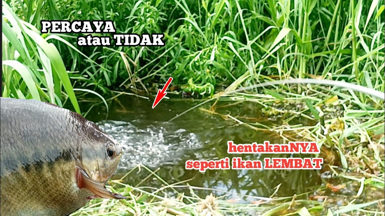 Inilah Spot Mancing SEPAT SIAM babon, ➖➕ seukuran 4jari orang dewasa (@anang ngador)