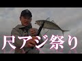 ギガアジ!尺アジの中からギガを釣れ!鯵旅