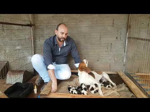 Vídeo: Que Cachorrinho Dar Ao Caçador