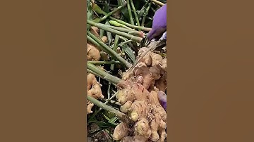 Alat Sederhana Super Tajam Untuk Memotong Batang Jahe Dengan Mudah Dan Cepat #shorts