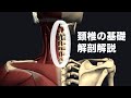 長編:頚椎や動き、筋肉の基礎解剖を解説してみた