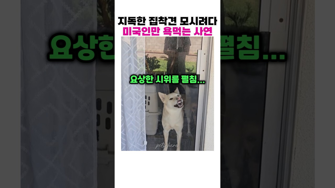 지독한 집착견을 위한 미국 아빠의 모든 노력 ㅋㅋㅋ😂