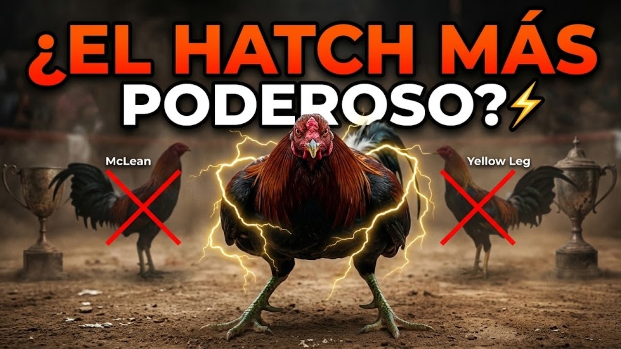 ¿El Hatch Más Poderoso? ⚡