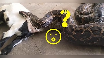 This Small Python 🐍, How Did It Do It? Swallowed a Huge Goat 🐐!