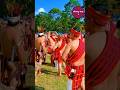 Igorots gather🇵🇭 in traditional Ifugao attire 2026 #philippines