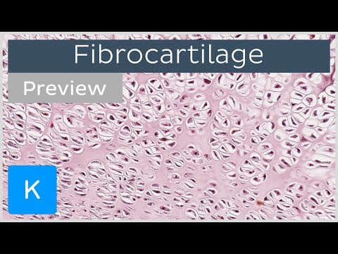 Fibrocartilage: location and tissue function (preview) - Human Histology | Kenhub