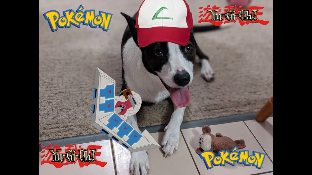 Letting My Dog Decided What Cards I Buy!!!! YouTube