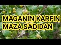 MAGANIN KARFIN MAZA Mai Tabarya 