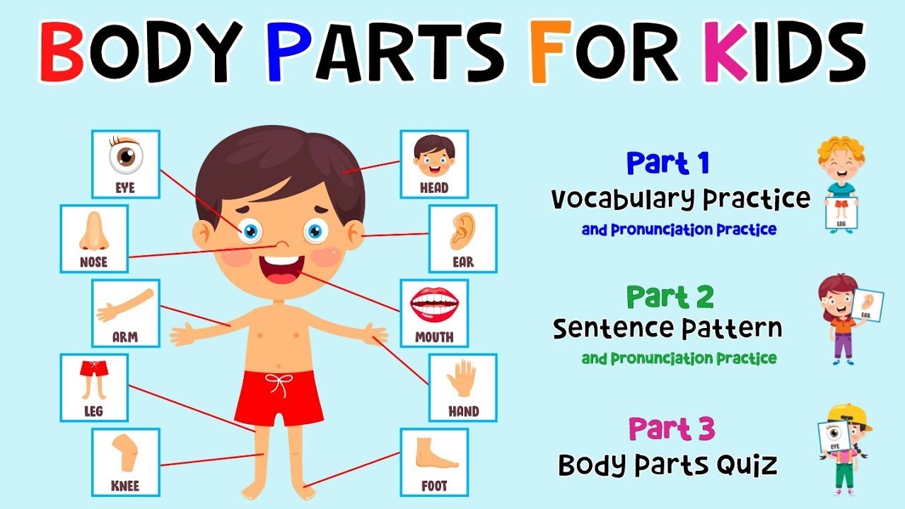 Body Parts Name Human Body Parts Name In English And body-parts-name-human-body-parts-name-in-english-and