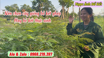 Nên trồng cây giống bồ kết ghép hay cây bồ kết thực sinh ươm từ hạt