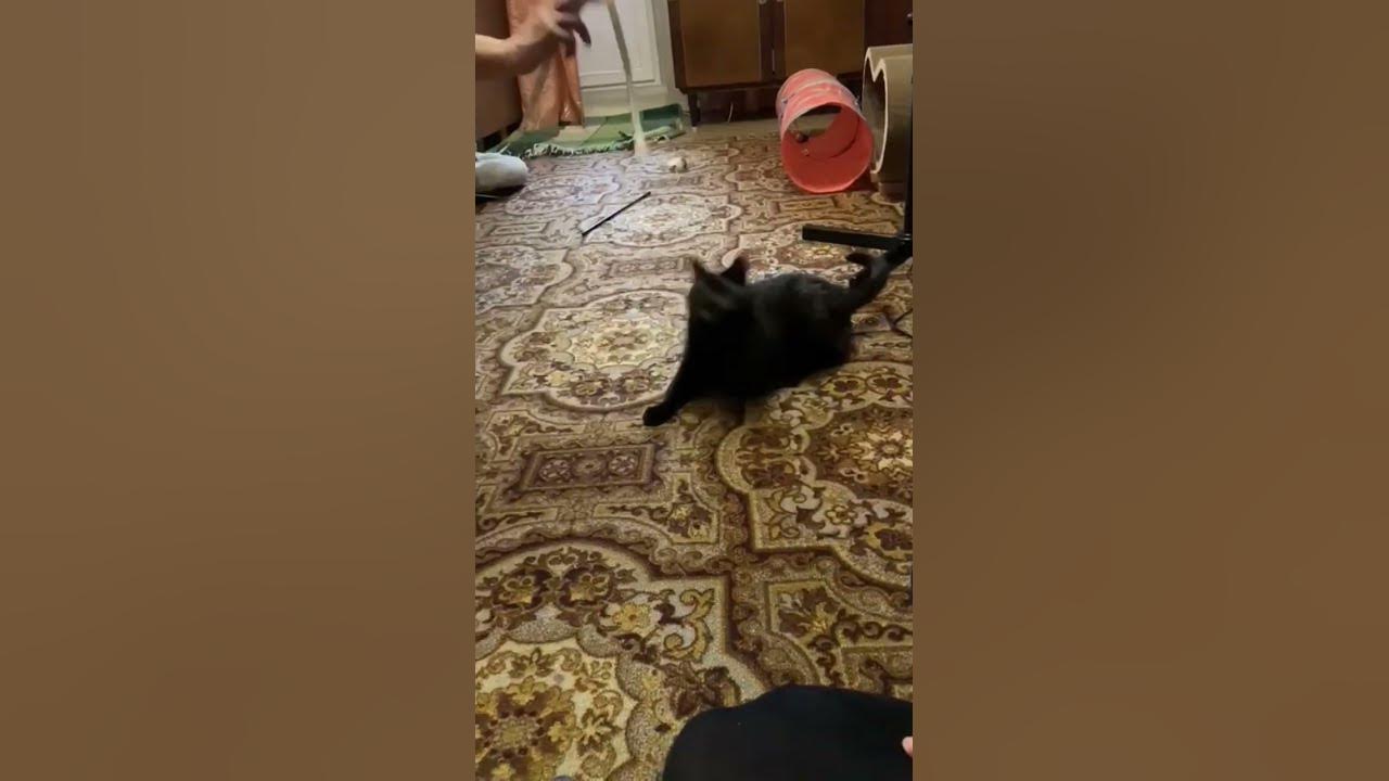 кошка Мурка - YouTube