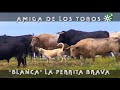 Toros de Prieto de la Cal: Blanca, perrita amiga del toro jabonero  | Toros desde Andalucía