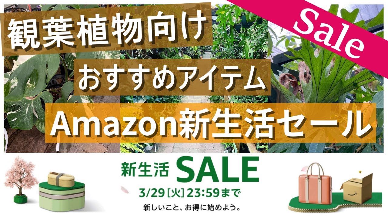 観葉植物用アイテム】Amazon新生活セールでおすすめアイテムをチェック