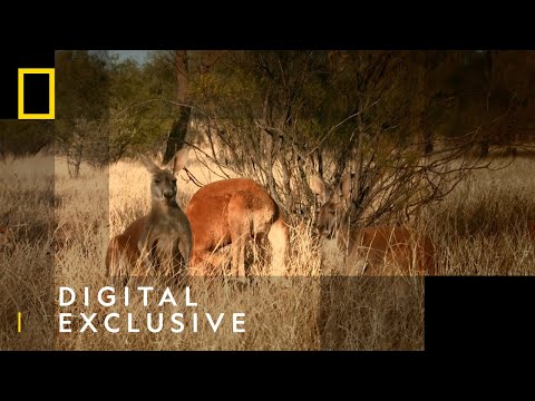The Kangaroo King