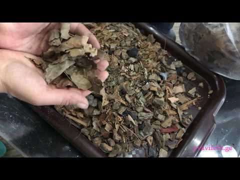 ვიდეო: როგორ იზრუნოს Cattleya ორქიდეაზე?