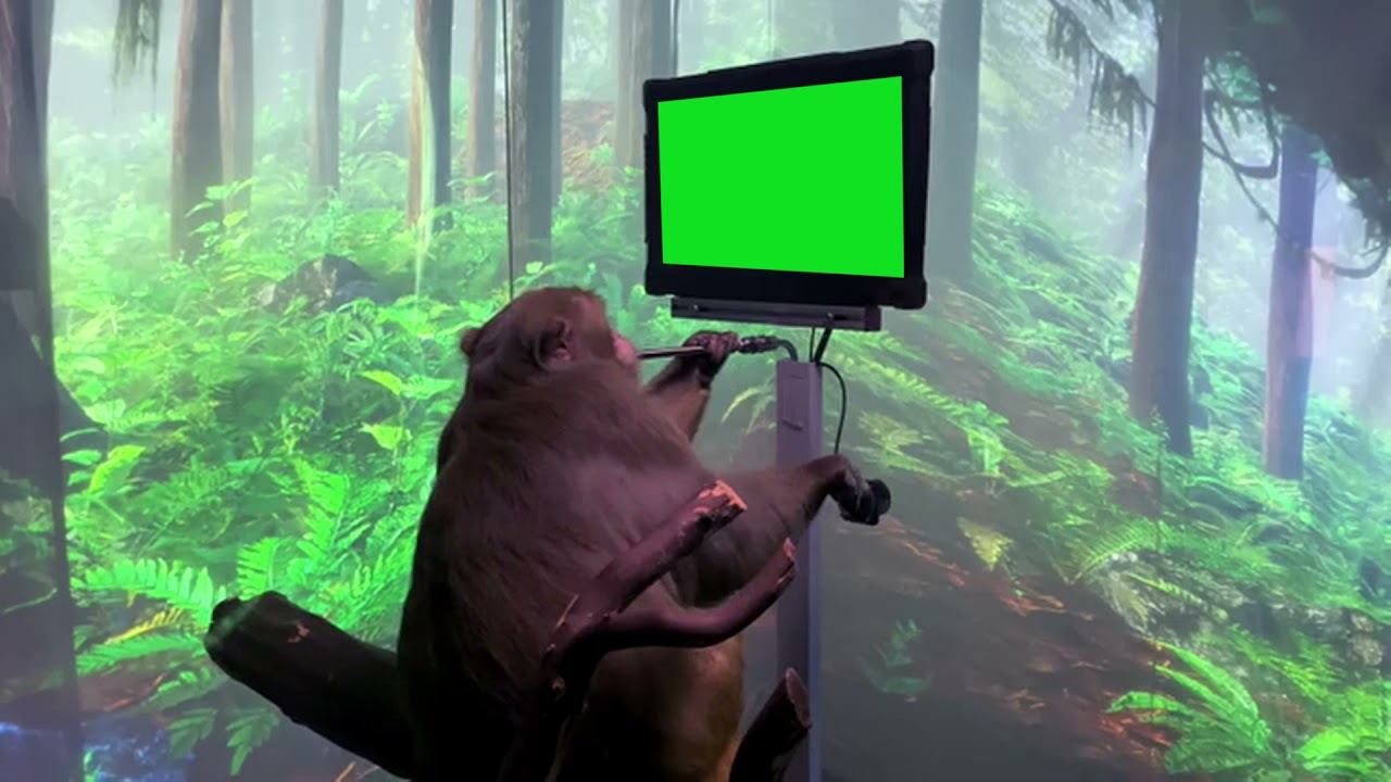 Neuralink monkey meme template - YouTube