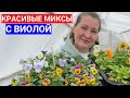 АНЮТИНЫ ГЛАЗКИ ДРУЖАТ С ЭТИМИ ЦВЕТАМИ - СОСТАВЛЯЕМ ЦВЕТОЧНЫЕ МИКСЫ С ВИОЛОЙ ДЛЯ КЛУМБ.