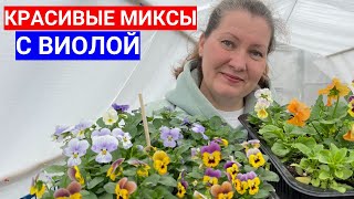 Анютины Глазки Дружат С Этими Цветами - Составляем Цветочные Миксы С Виолой Для Клумб.