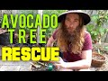 How To Save An Avocado Tree From Rot