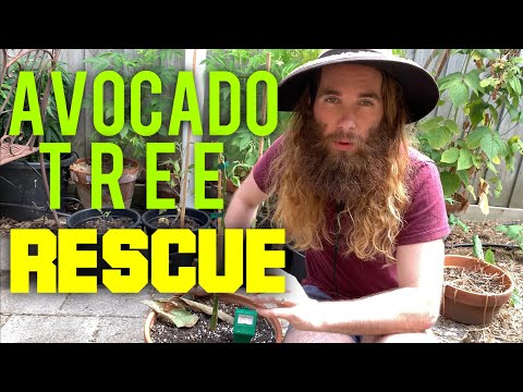 Video: Avocado træråd - Lær om træråd af avocadotræer