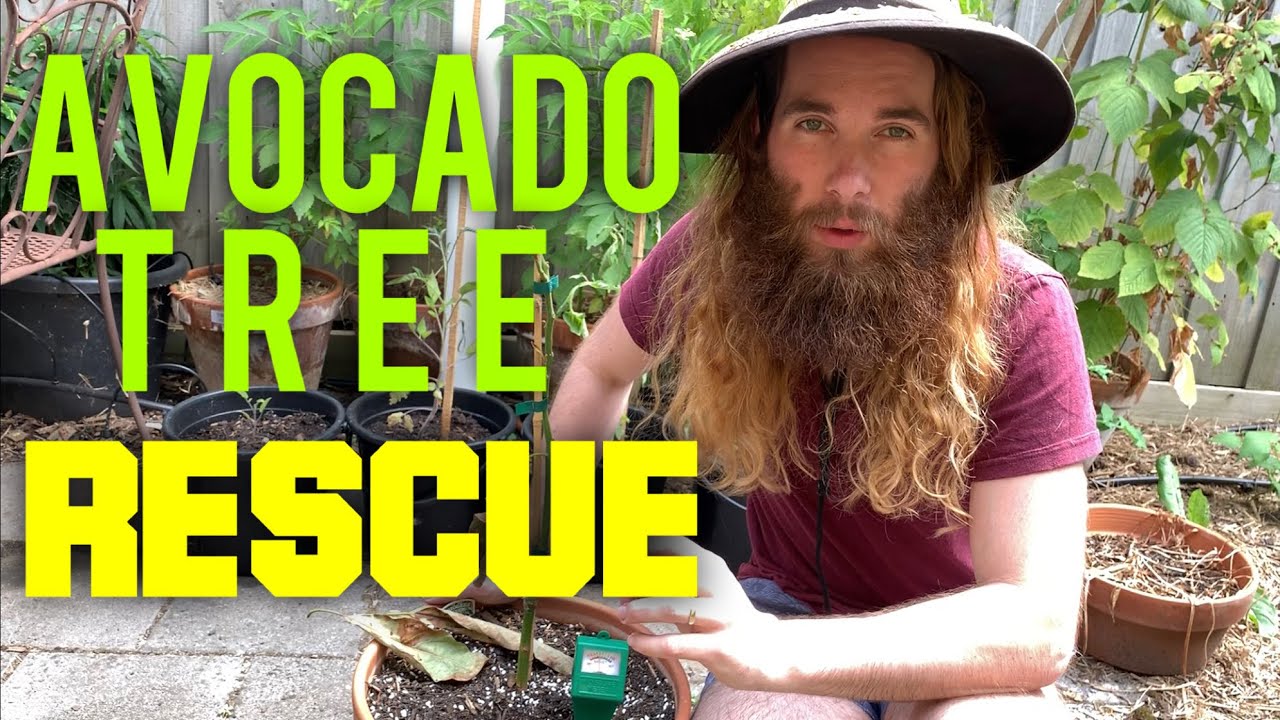 How Save An Avocado Tree From Rot - YouTube