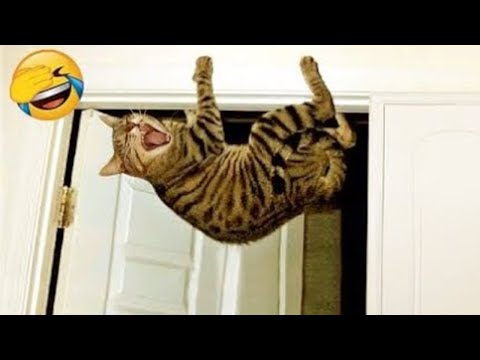 CATS will 102% make you laugh 😂Funny Cats Videos 2023