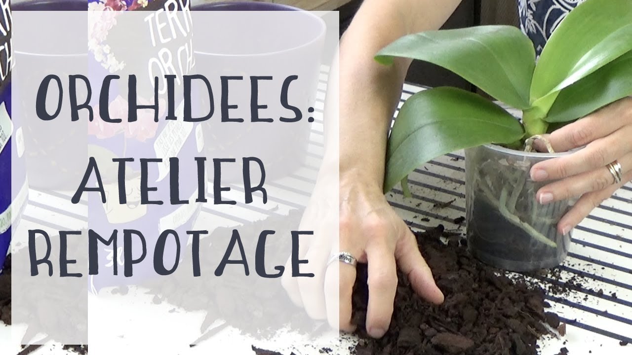 Atelier rempotage d'orchidées : plein d'astuces pour réussir votre rempotage  ! 