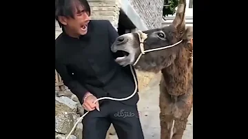 مسابقه اواز خوانی خر با مرد ژاپنی پشماهای خر میریزد 