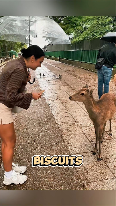 A Sweet Greeting from the Deer in the Park
