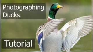 Wildlife Photography for Beginners with Paul Miguel Photography