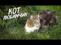 Все любят красавчика кота Арчи!