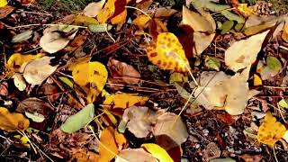 🍂 Leaves Dancing in the Wind | Autumn Ablaze 🔥 -  ASMR